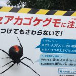 セアカゴケグモを生まれて初めて見た話